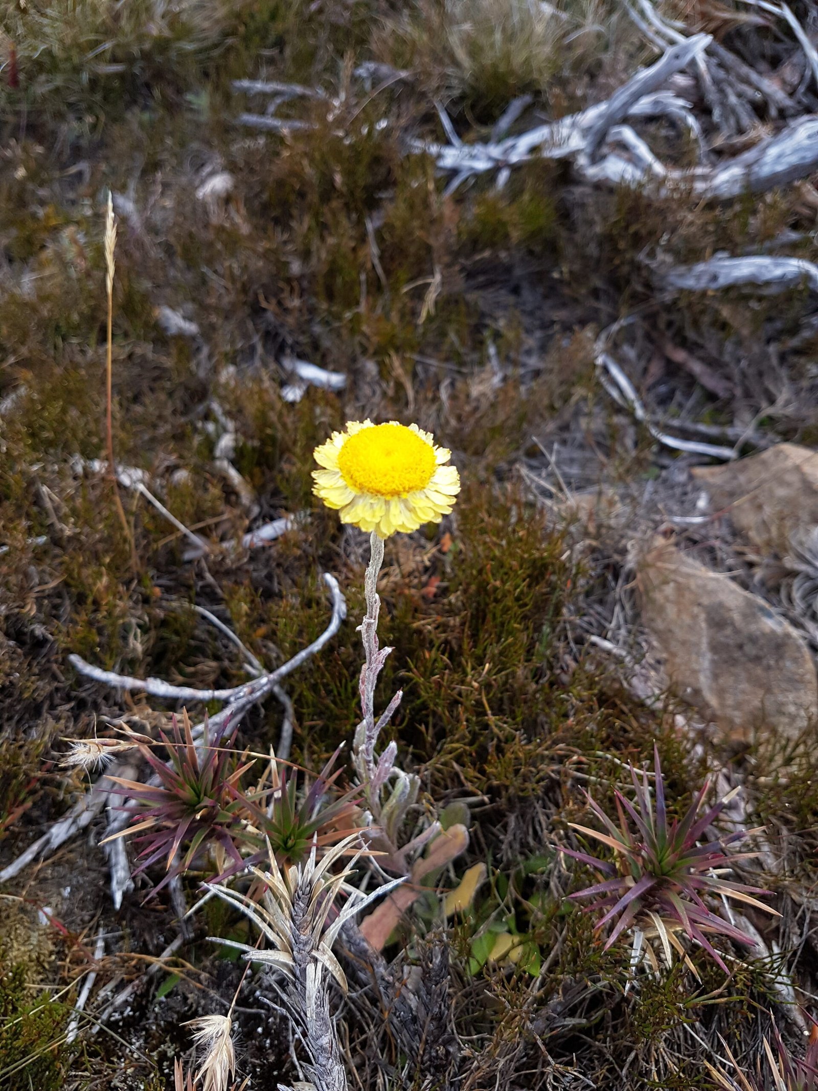 Wildflower on Mountain, Jo Worsfold profile image of Jo Worsfold, Tasmanian energy healer and channel